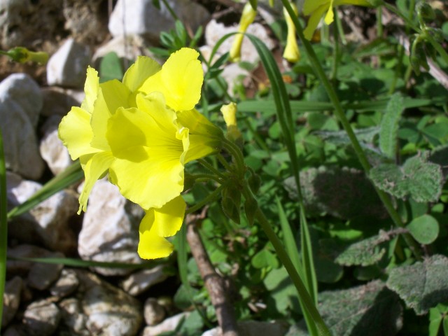 Oxalis pes-caprae / Acetosella gialla