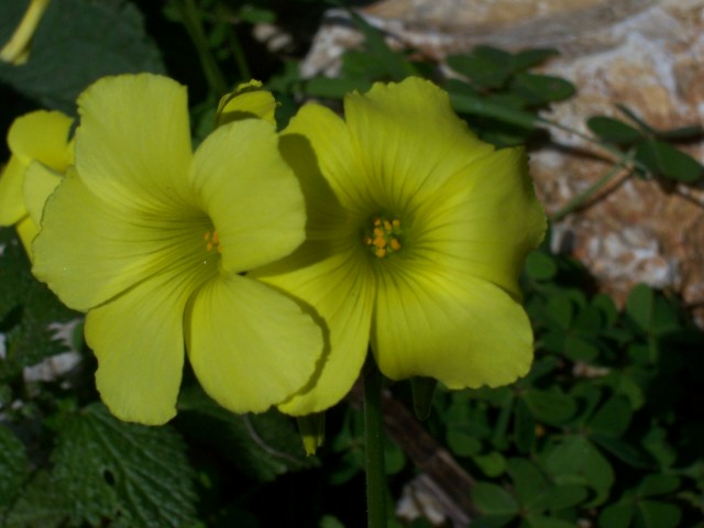 Oxalis pes-caprae / Acetosella gialla