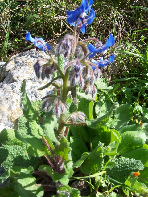 Borago officinalis / Borragine comune