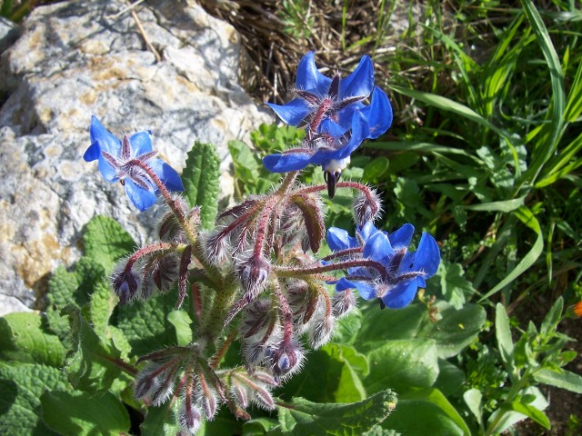 Borago officinalis / Borragine comune