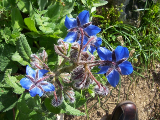 Borago officinalis / Borragine comune