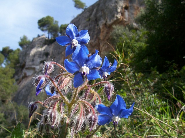Borago officinalis / Borragine comune