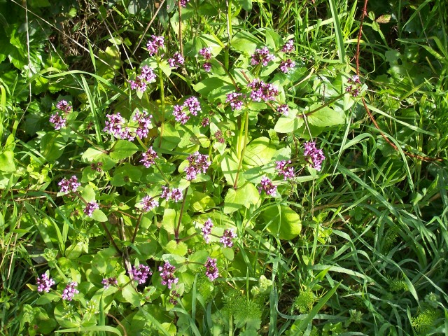 Fedia graciliflora / Lattughella