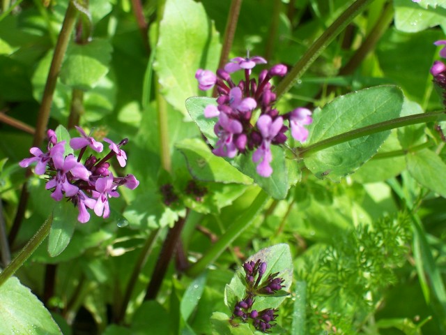 Fedia graciliflora / Lattughella