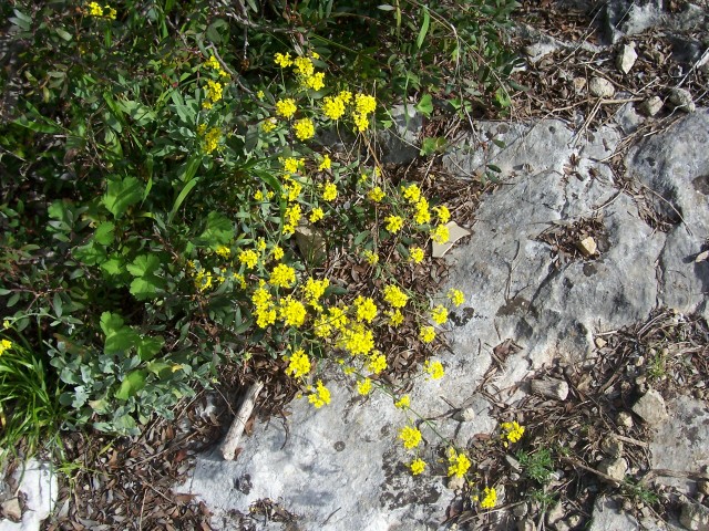 Brassicaceae: cfr. Bunia erucago