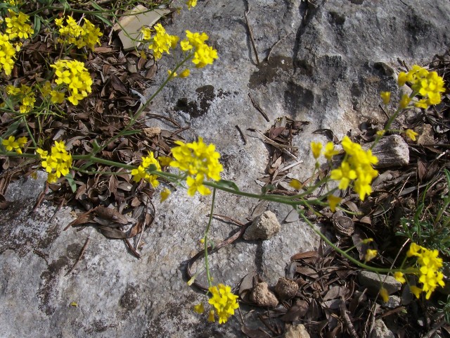 Brassicaceae: cfr. Bunia erucago