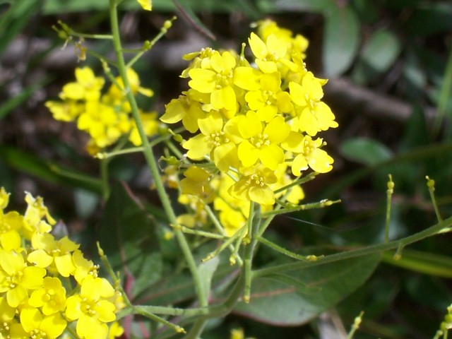 Brassicaceae: cfr. Bunia erucago