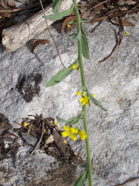 Brassicaceae: cfr. Bunia erucago