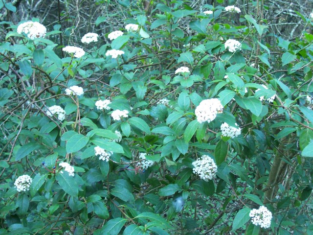 Viburnum tinus / Viburno-tino