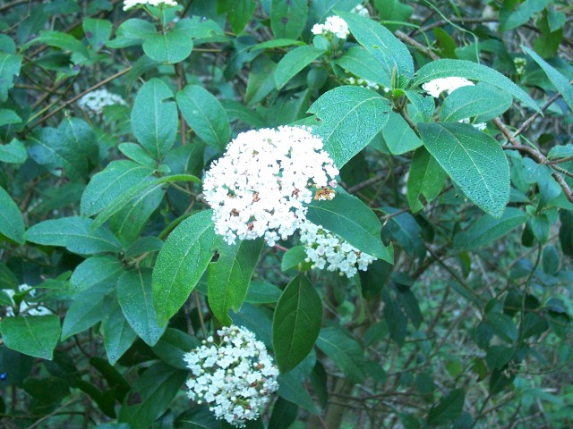Viburnum tinus / Viburno-tino