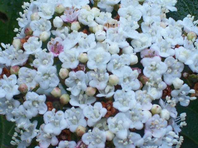 Viburnum tinus / Viburno-tino