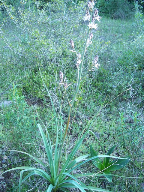 Asphodelus fistulosus / Asfodelo fistoloso