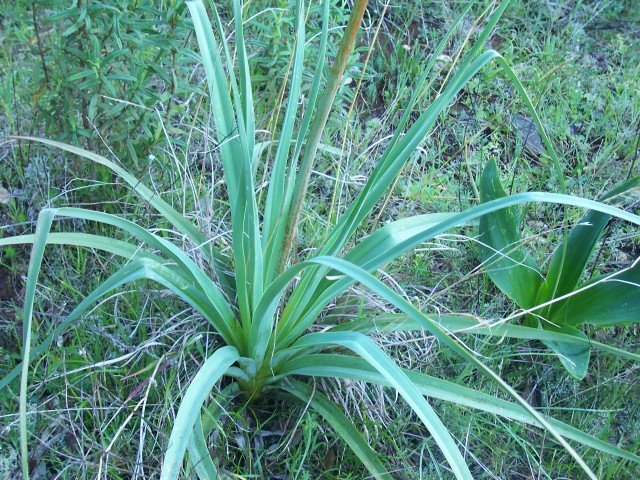 Asphodelus fistulosus / Asfodelo fistoloso