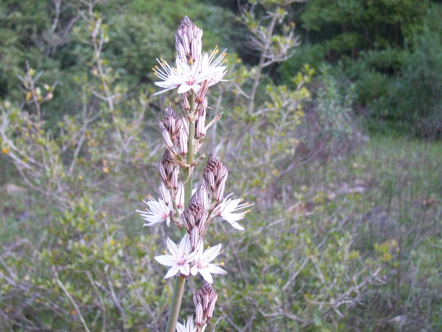 Asphodelus fistulosus / Asfodelo fistoloso