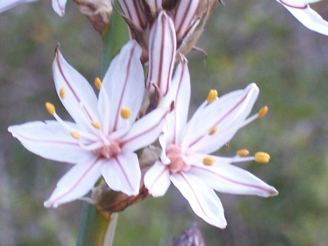 Asphodelus fistulosus / Asfodelo fistoloso