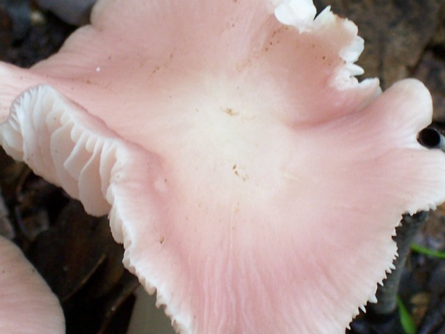 Mycena rosea