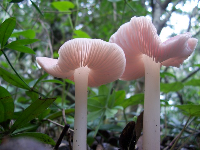Mycena rosea