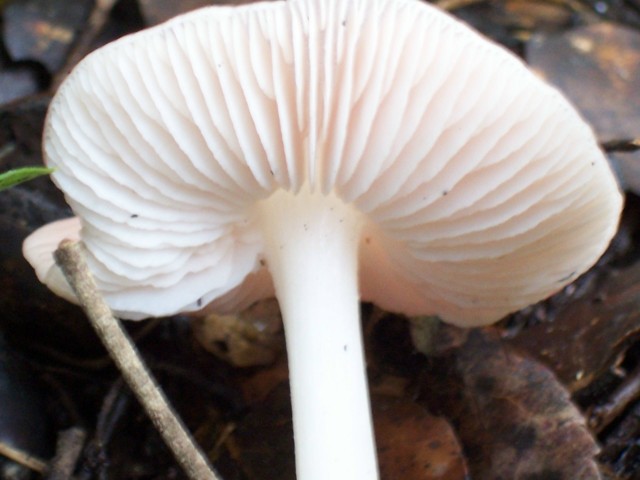 Mycena rosea