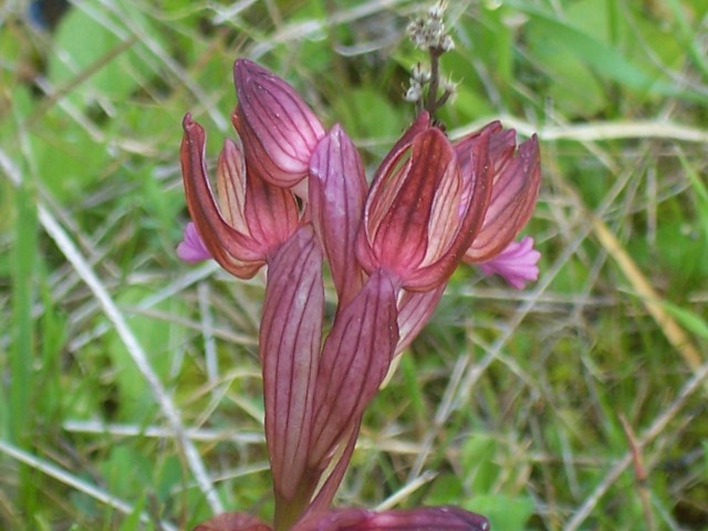 Orchis papilonacea / Orchidea farfalla