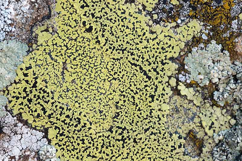 Rhizocarpon lecanorinum su roccia