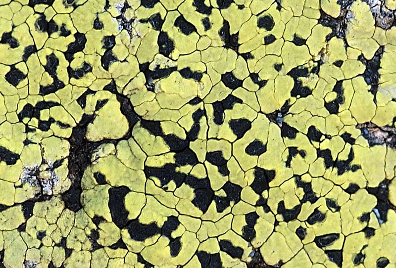 Rhizocarpon lecanorinum su roccia