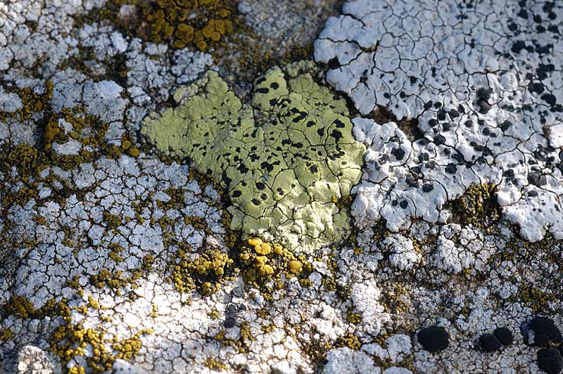 Rhizocarpon lecanorinum su roccia