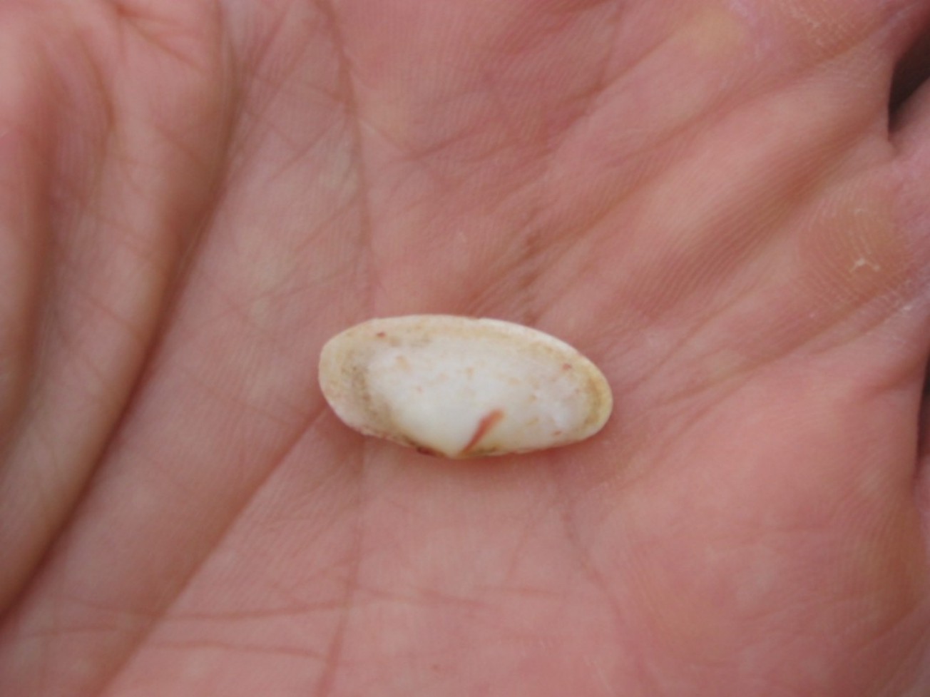 Psammobiidae da determinare