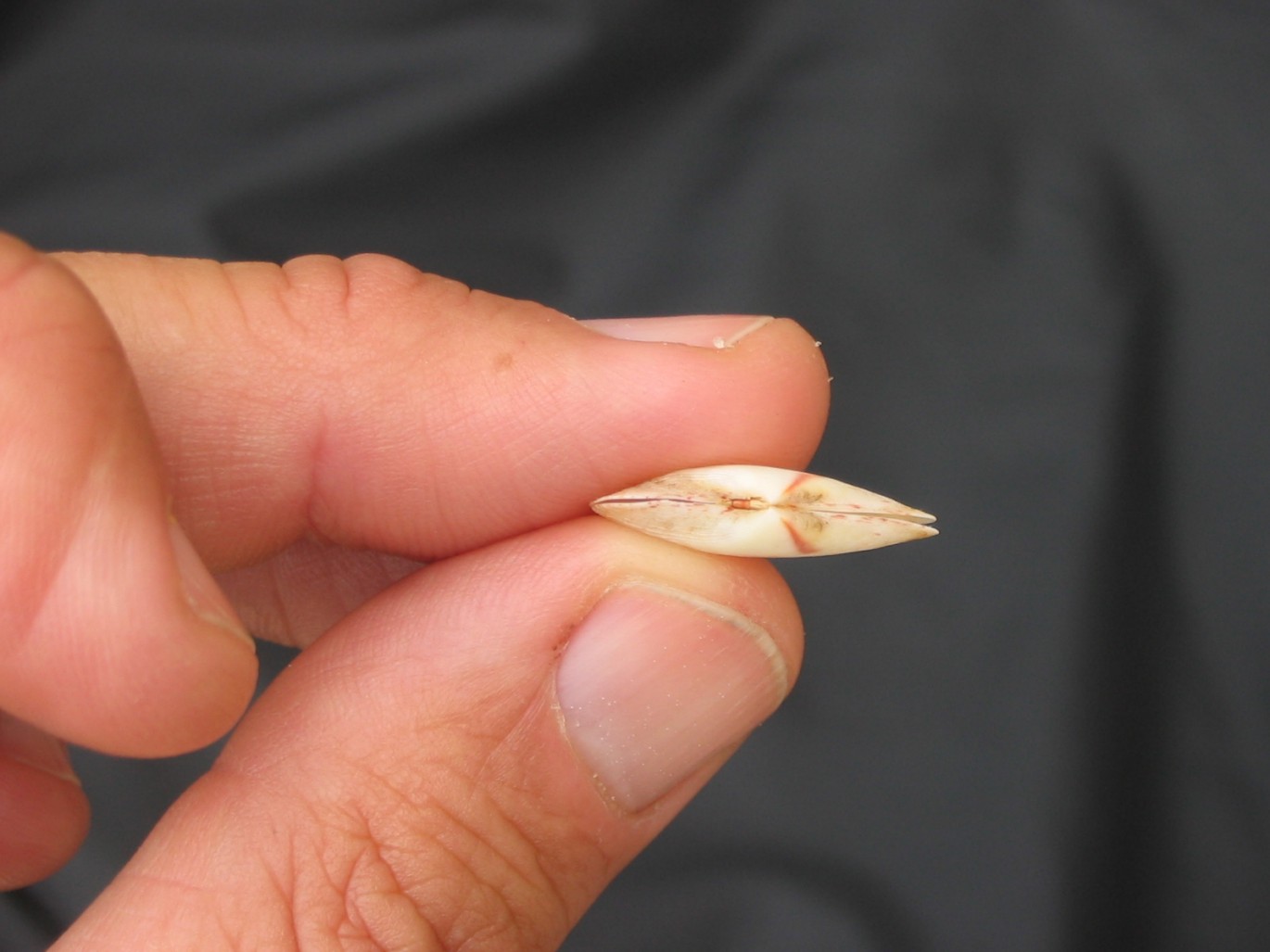 Psammobiidae da determinare