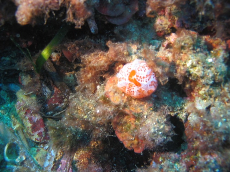Aplidium elegans (Giard, 1872)
