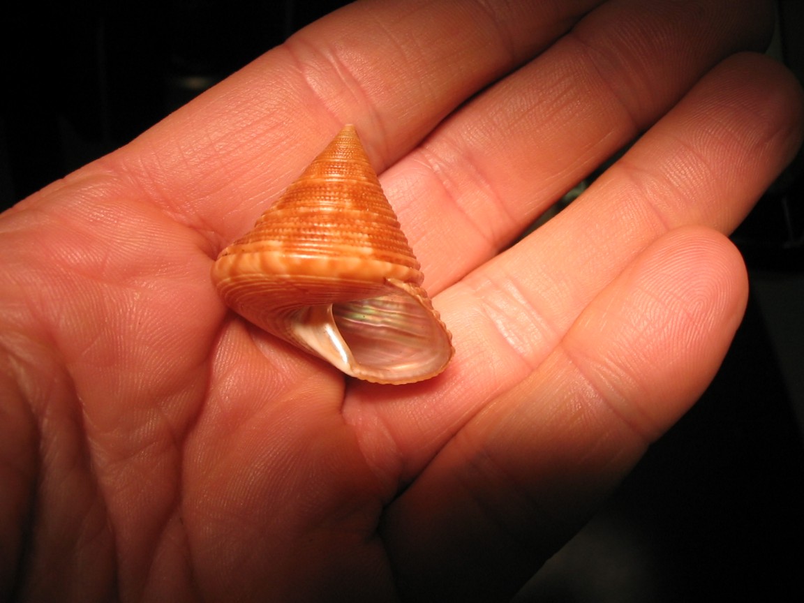 Calliostoma agrigentinum