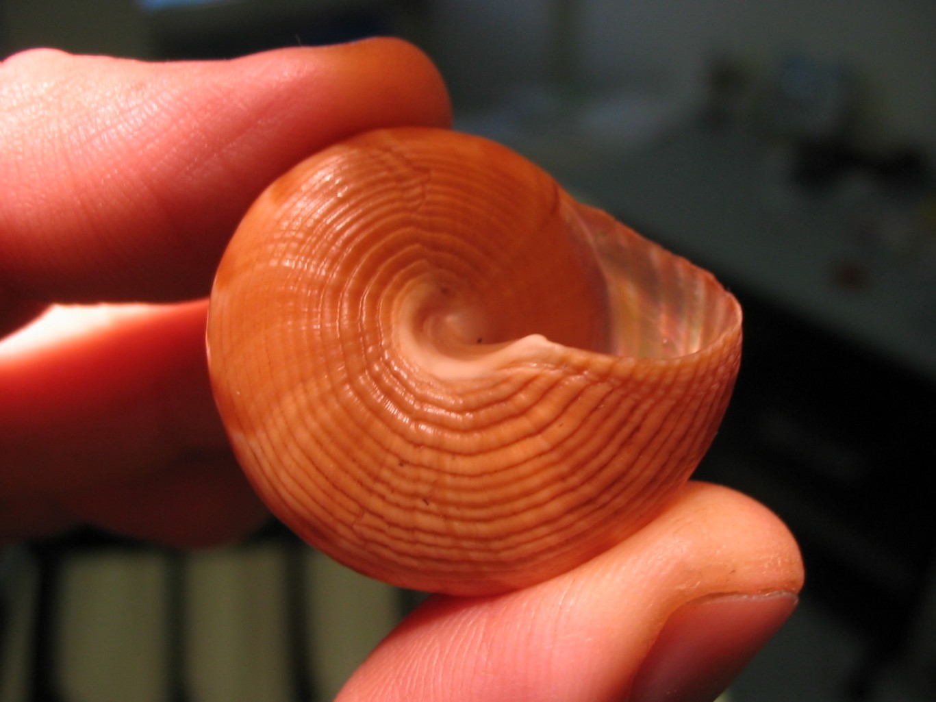 Calliostoma agrigentinum