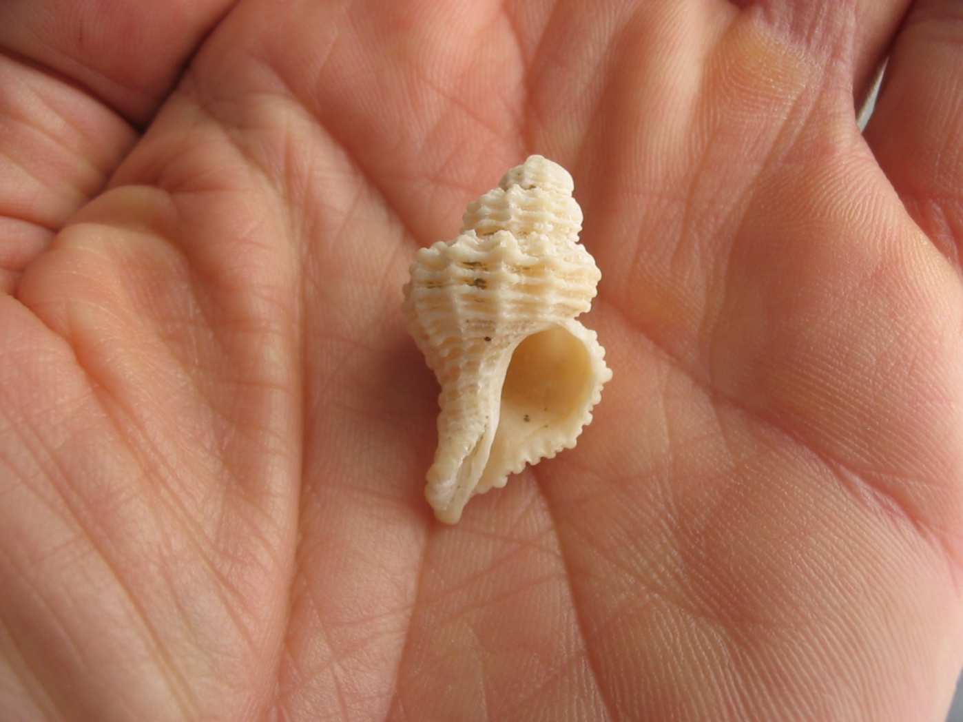 Cuspidaria cuspidata