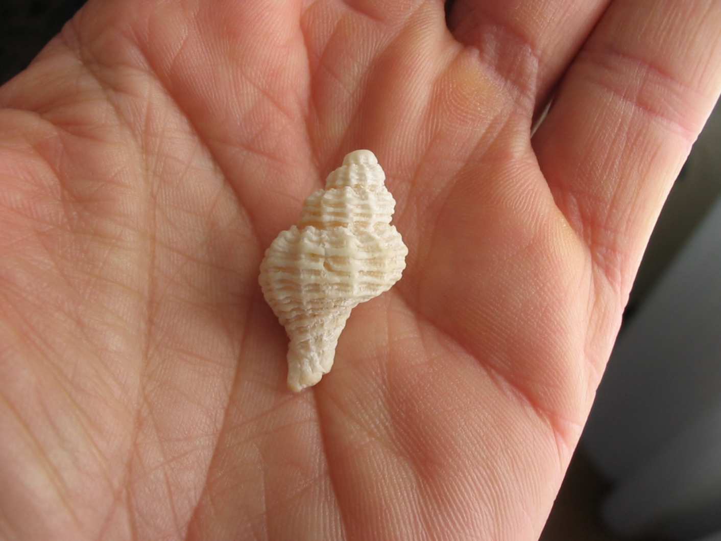 Cuspidaria cuspidata