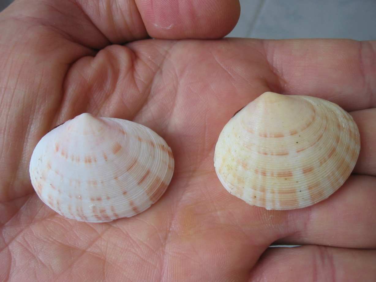 Arcopagia crassa