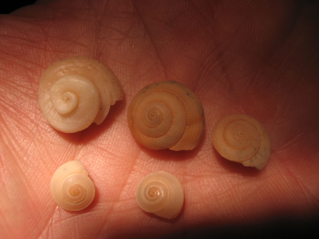 Libecciata!