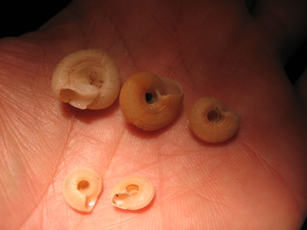 Libecciata!