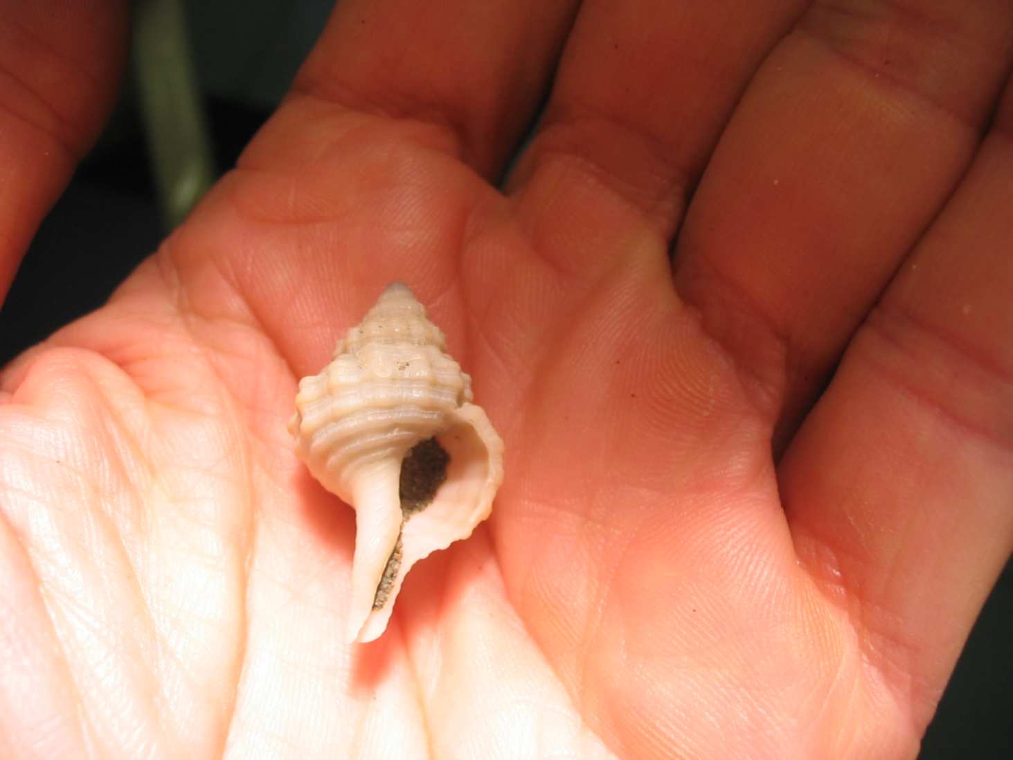 Libecciata!