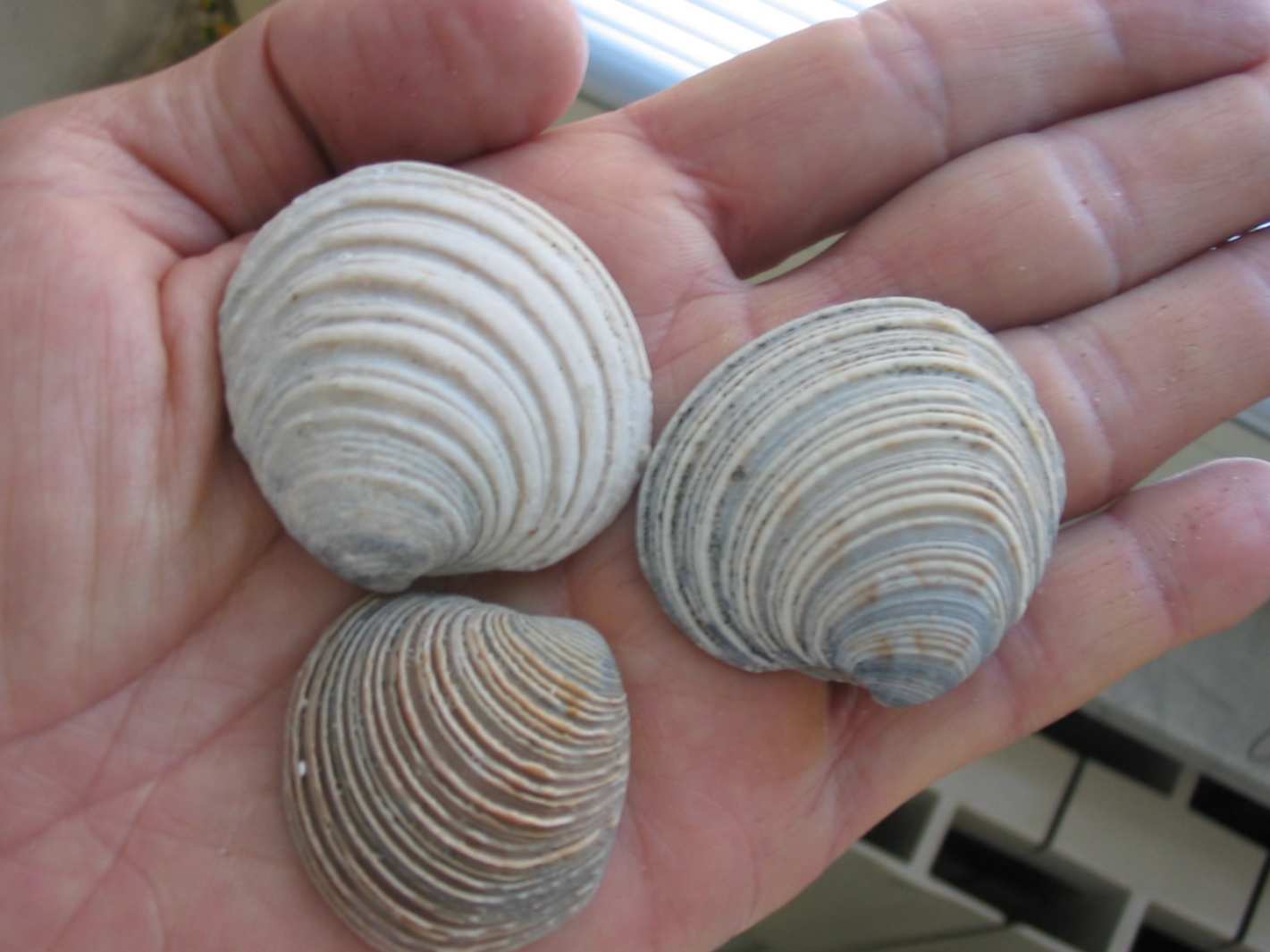 Libecciata!
