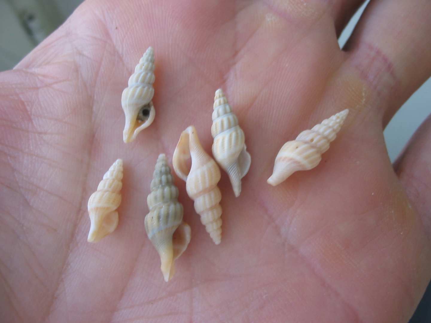 Libecciata!