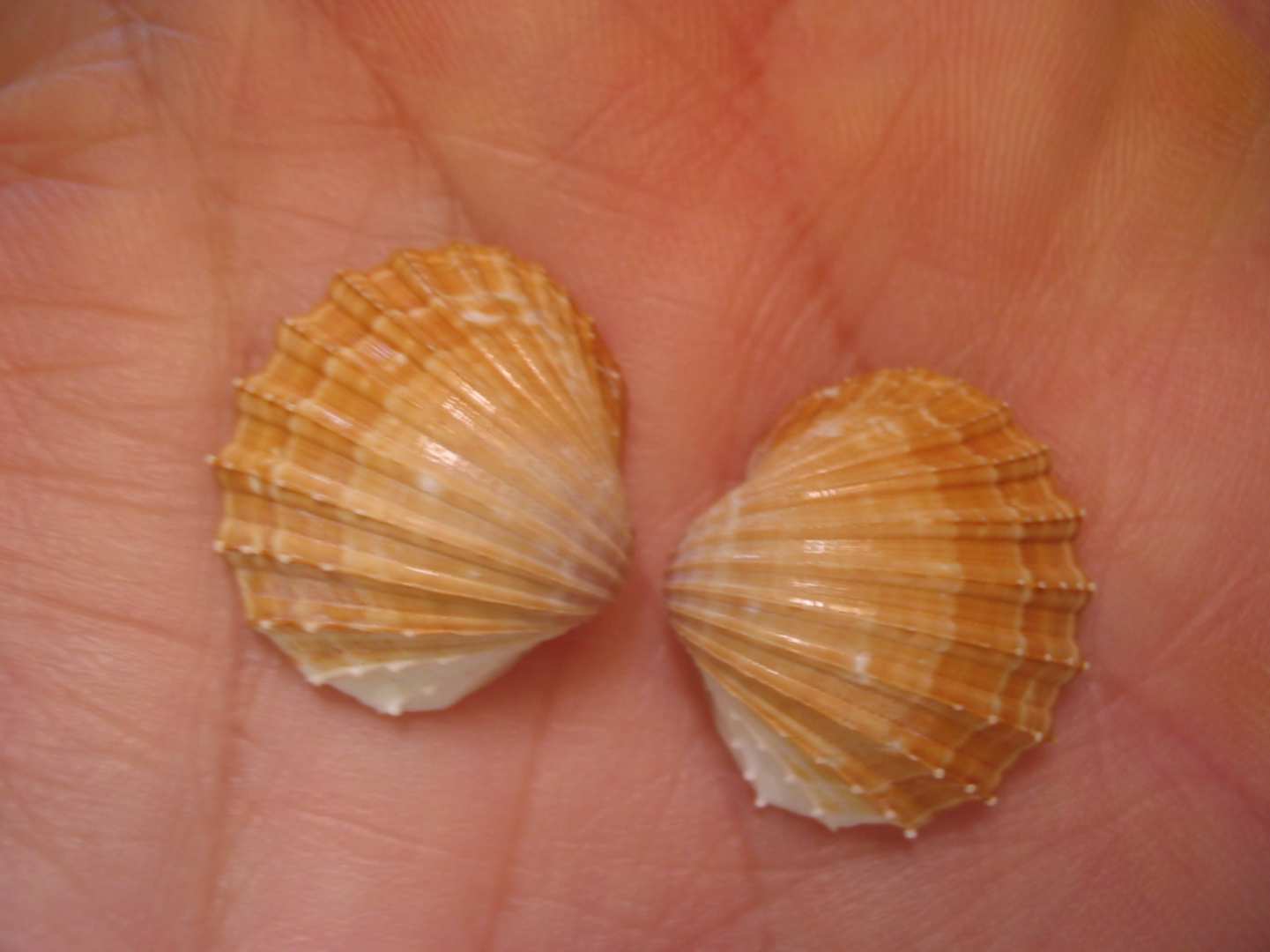 Acanthocardia paucicostata