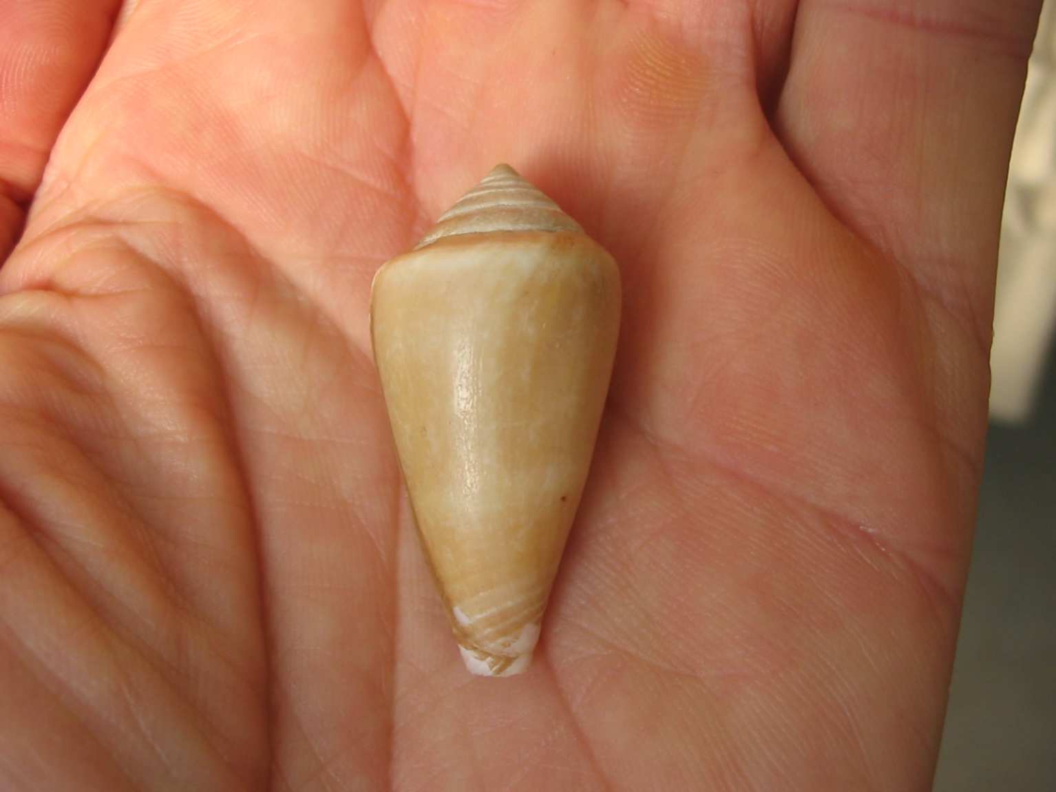 Conus vayssierei e C. ventricosus