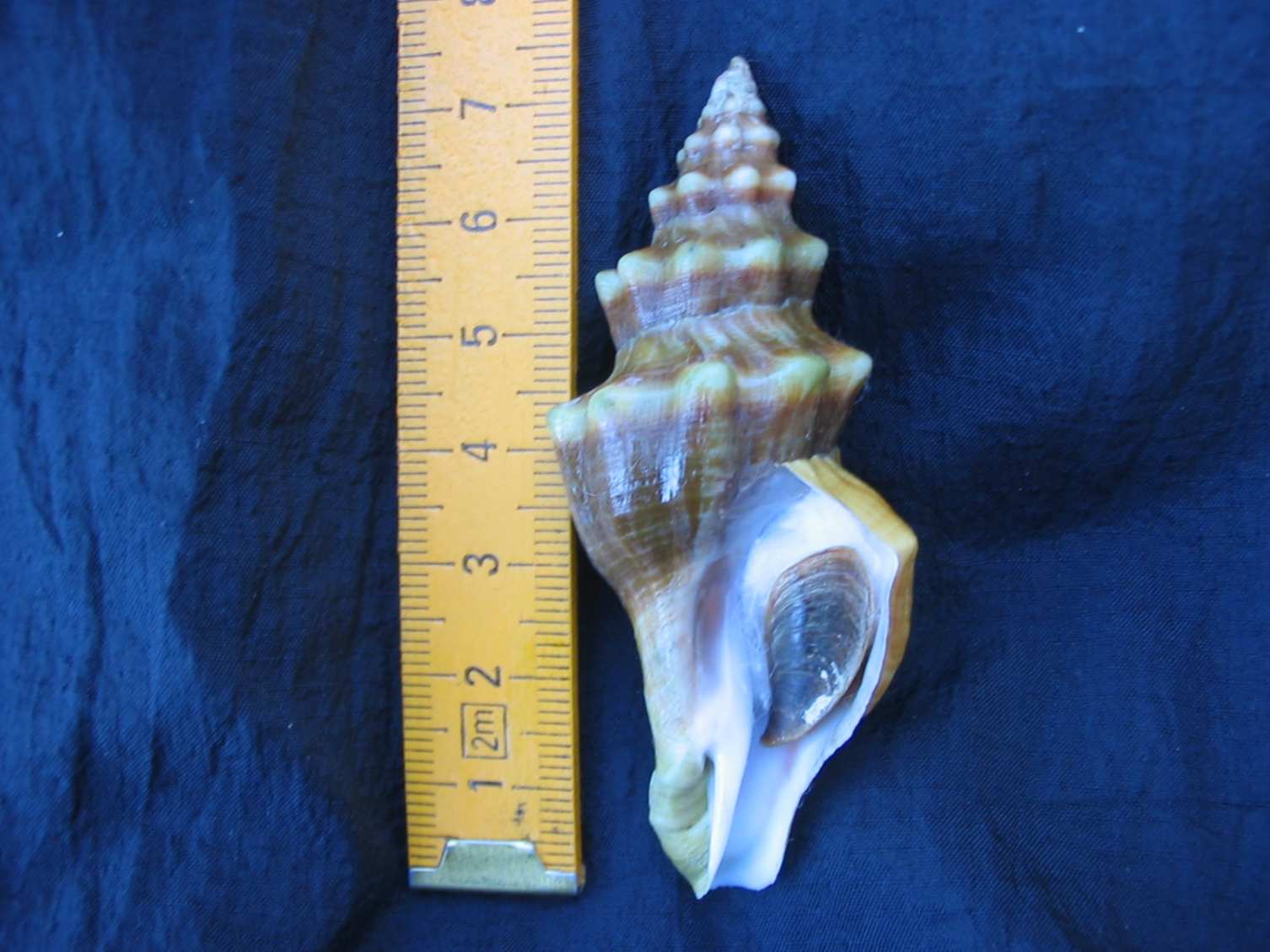Conchiglie al Giglio