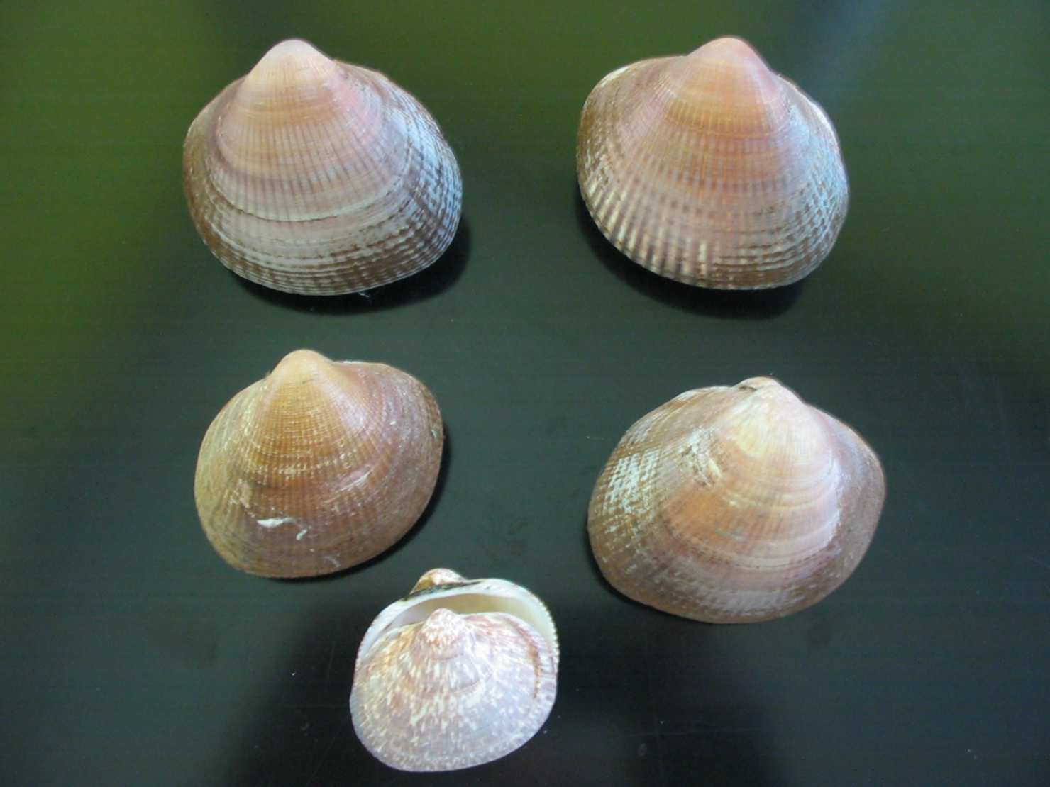 Glycymeris pilosus e Glycymeris violacescens