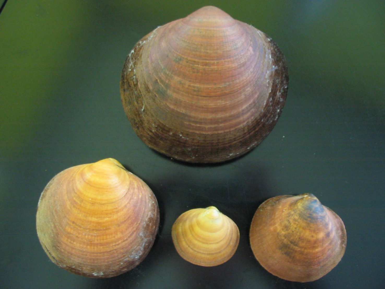 Glycymeris pilosus e Glycymeris violacescens