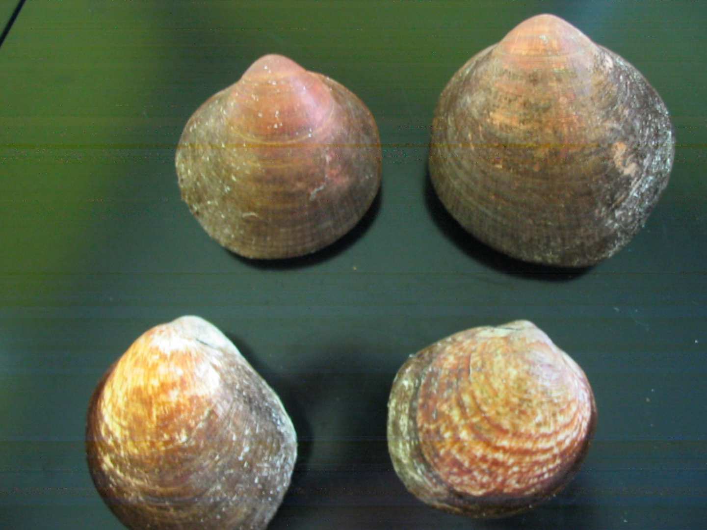 Glycymeris pilosus e Glycymeris violacescens