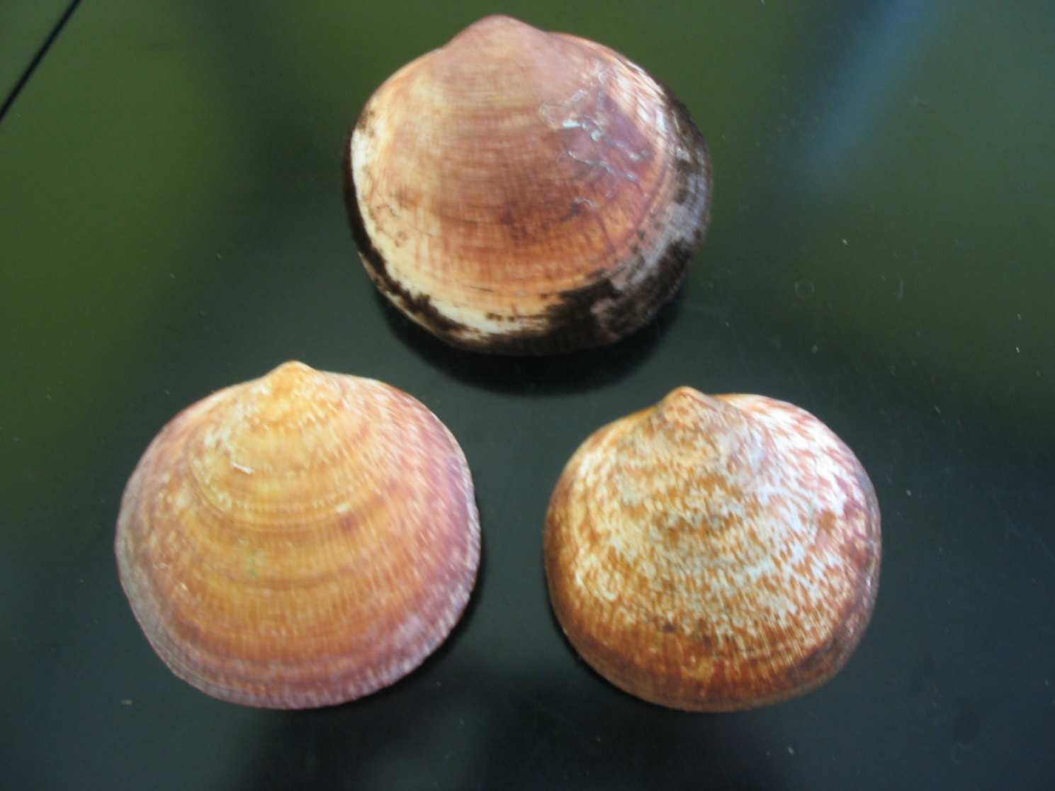 Glycymeris pilosus e Glycymeris violacescens