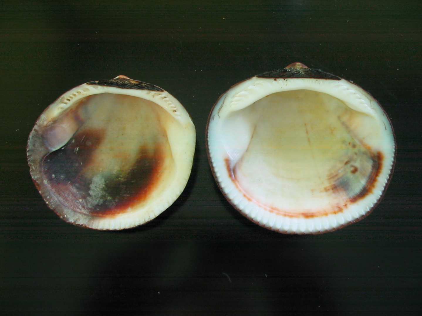 Glycymeris pilosus e Glycymeris violacescens
