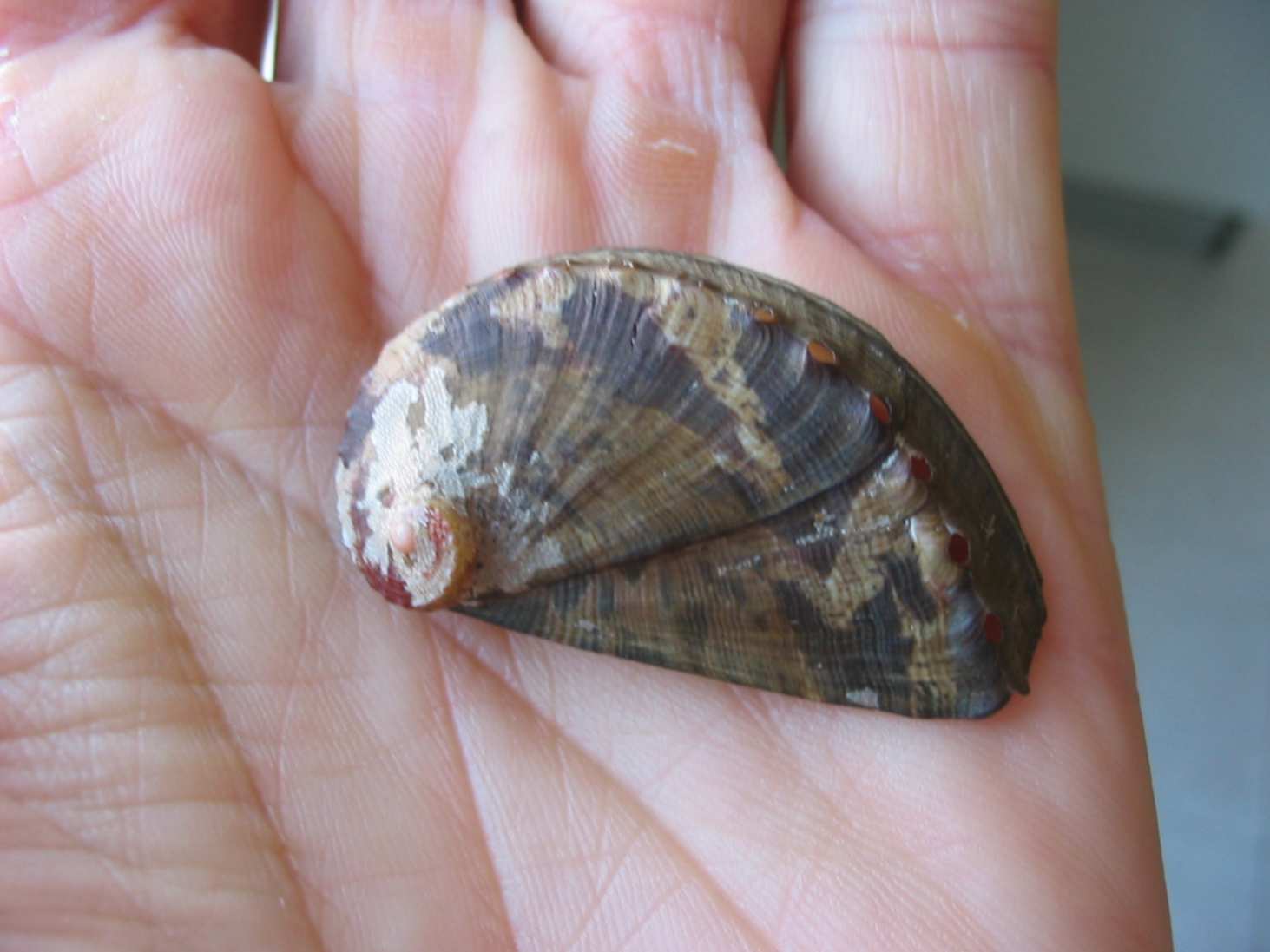 haliotis
