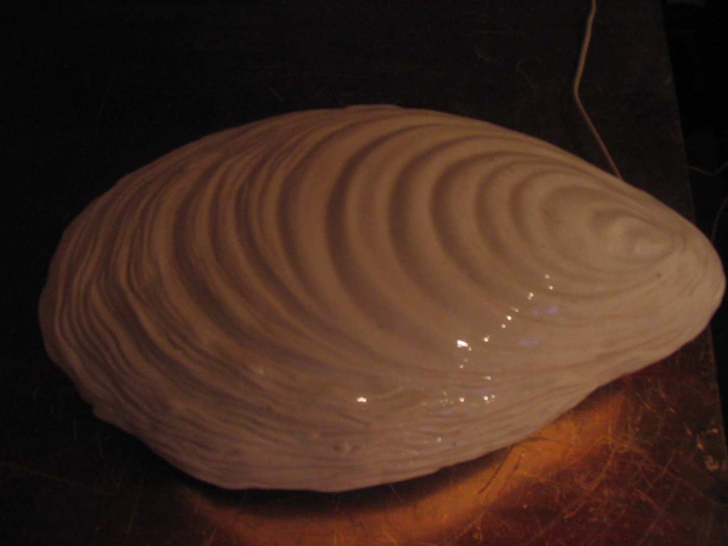 Crassostrea gigas enorme!