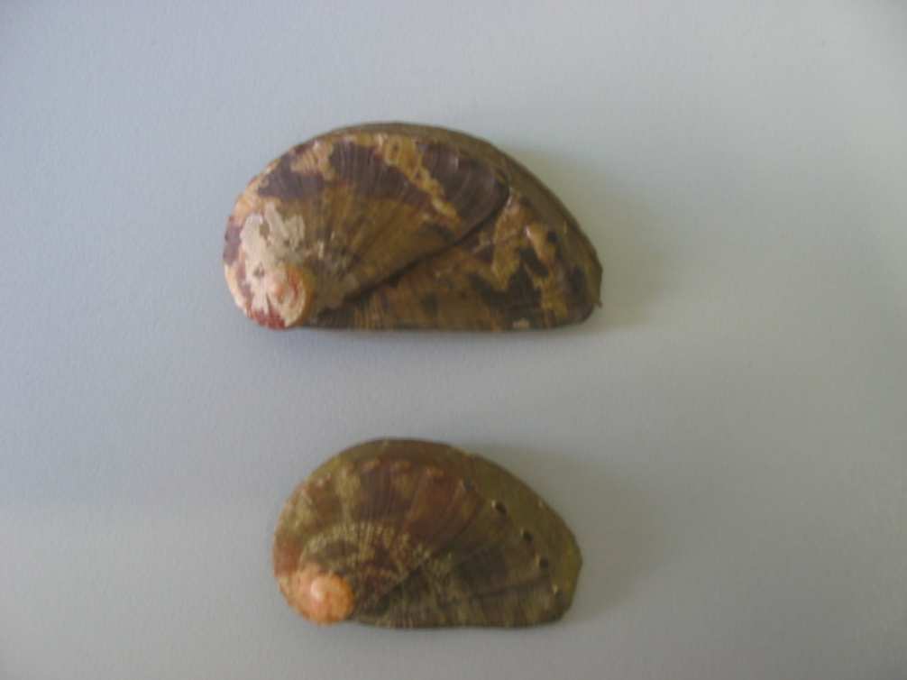 haliotis